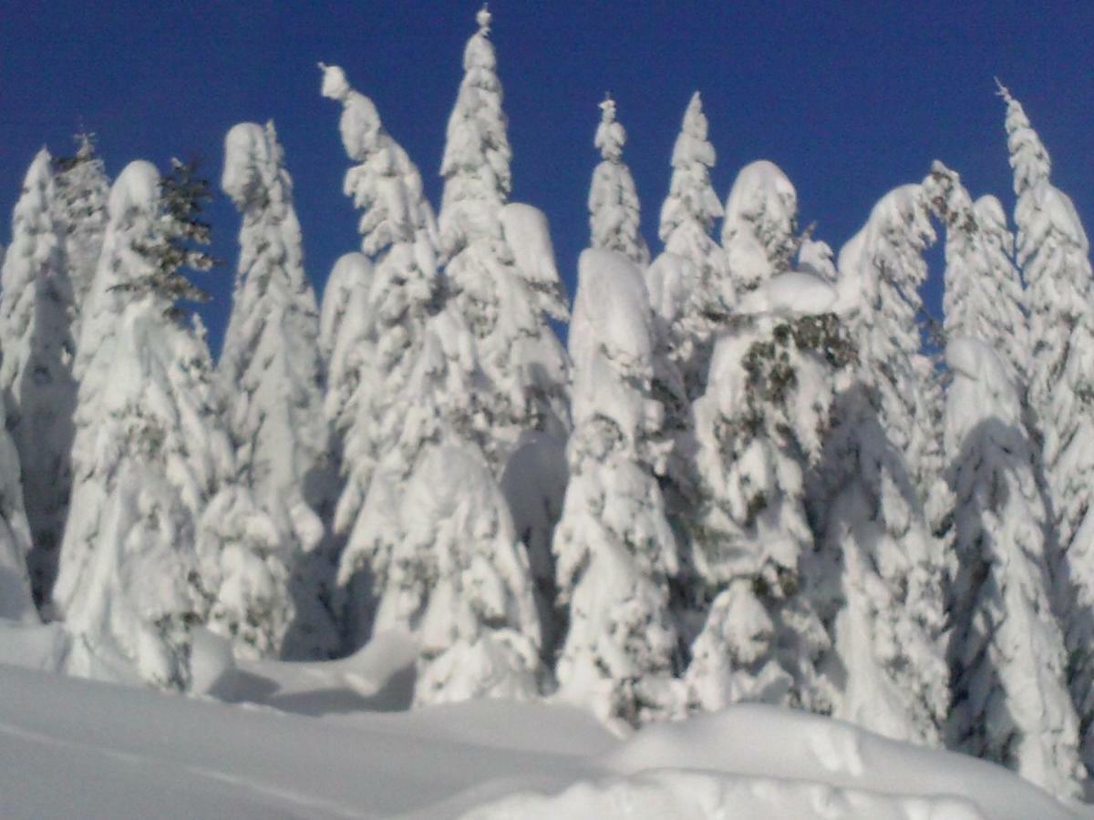 Residence La Pineta Падола Екстер'єр фото